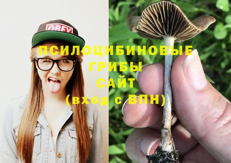 где можно купить наркотик  Коммунар  Галлюциногенные грибы Psilocybe 